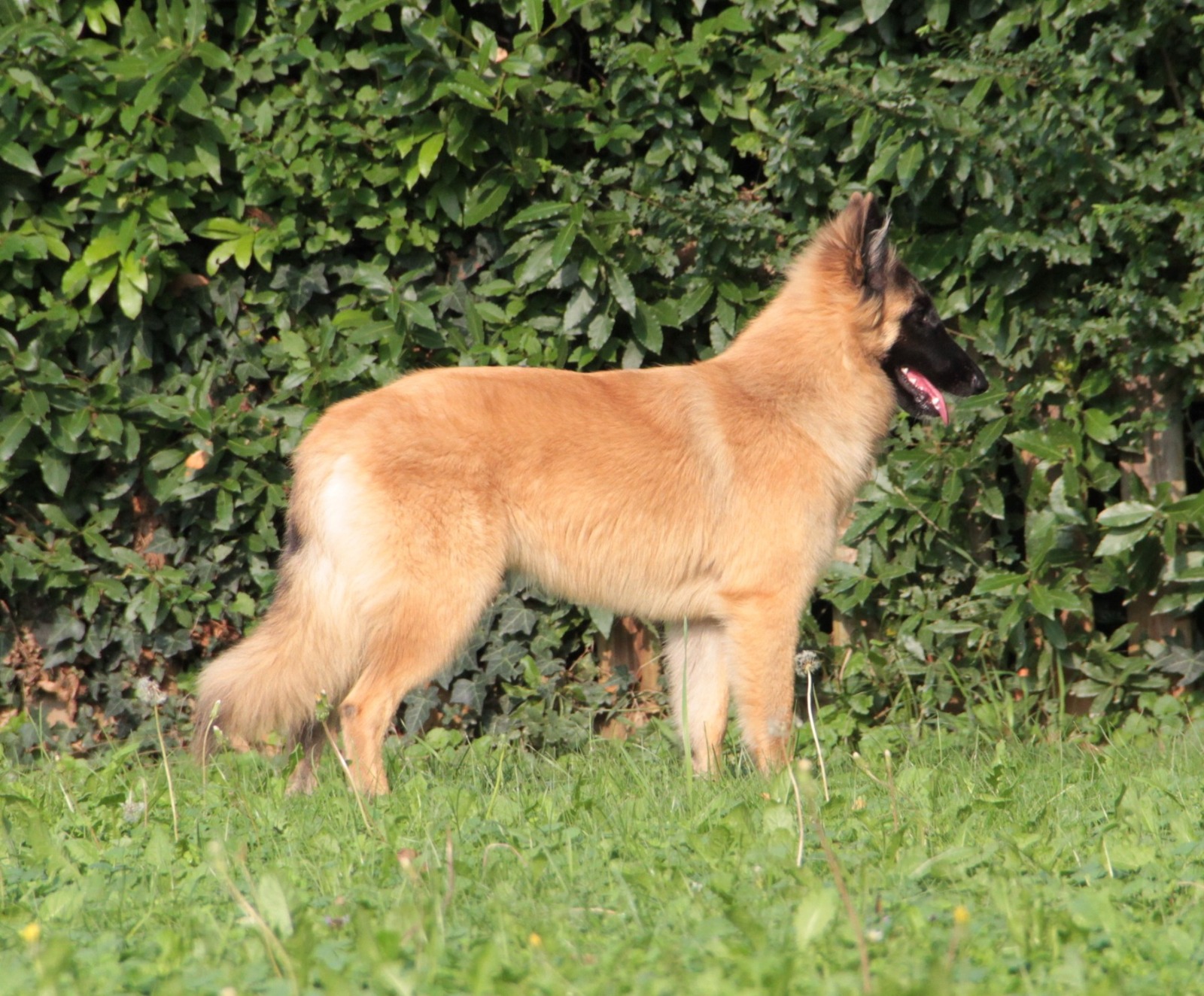 Lilli dell'Antico Fiammingo